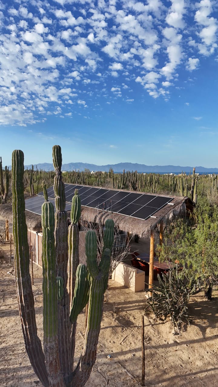 Paneles solares de la palapa entre cardones con montañas al fondo